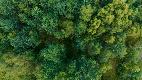 Flying over the forest Stock Footage 113538203