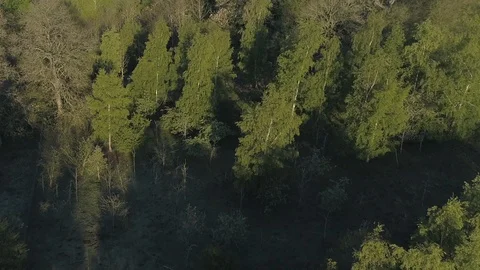 Flying over a forest Stock Footage 113982378