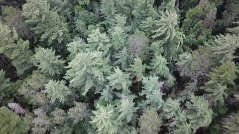 Flying over forest Stock Footage