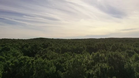 Flying over forest Stock Footage 116824249