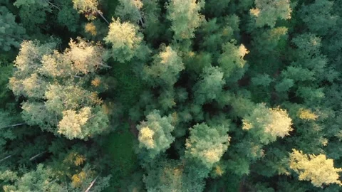 Flying over forest Stock Footage 134800624