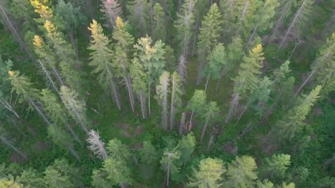 Flying over forest Stock Footage 134800819