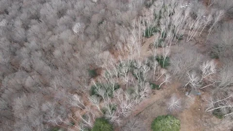 Flying over the Forest Video stock 148174274