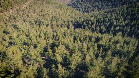 Flying Over A Forest Stock Footage 149202048