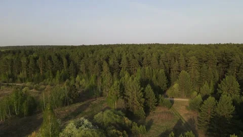 Flying over forest Stock Footage 154464263