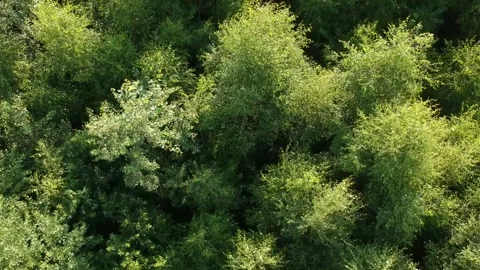 Flying over a forest Stock Footage 157680072