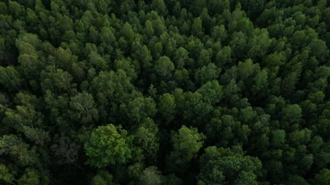 Flying over forest Stock Footage 257718443