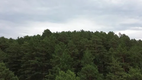 Flying over the forest Green forest Big trees Stock Footage 244517730