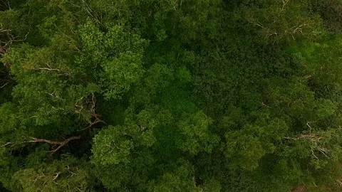 Flying over the forest. helicopter flies over the trees Stock Footage 72607991