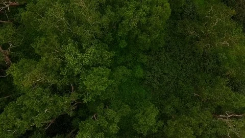 Flying over the forest. helicopter flies over the trees Kamchatka. 2set Stock Footage 72608094