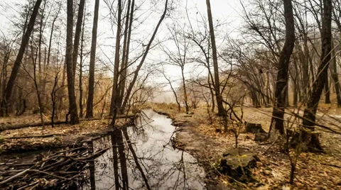 Flying over forest lake Stock Footage 35502398