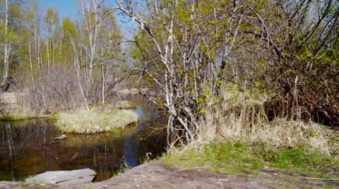 Flying over the forest lake Stock Footage 50577333
