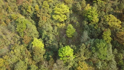 Flying over the forest landscape Video stock 106173774