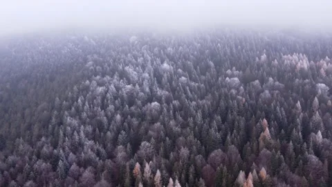 Flying over a forest landscape in winter , freezing white frosted tree tops 動画素材 227713145