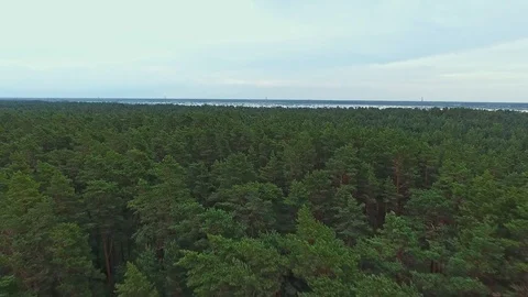 Flying over forest. Latvia EU Stock Footage 116798680