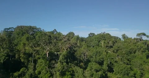 Flying over forest lifting up above trees in the morning under blue clear sky Stock Footage 111302146