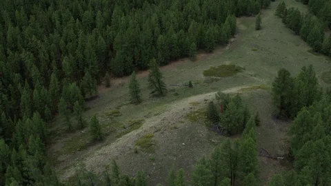 Flying over the forest meadows mountain view over the treetops 4K aerial photo Stock Footage 124054803