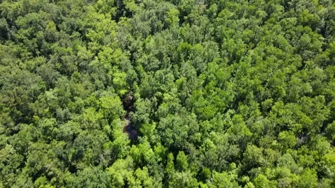 Flying over a forest in Minnesota 库存影片 247148718