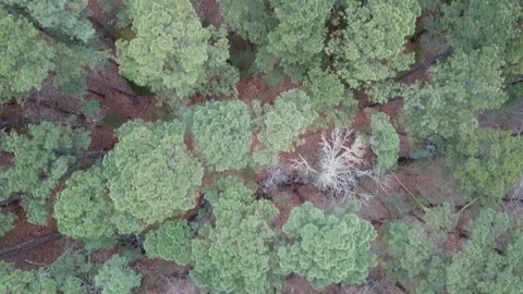 Flying over forest in the morning mist Stock Footage 91787935