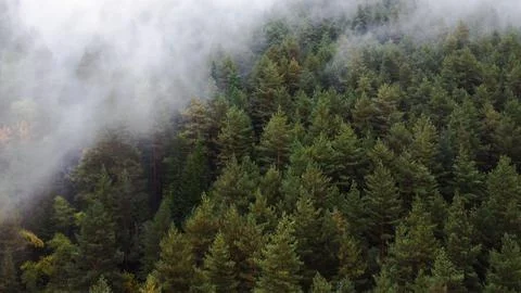 Flying over the forest in the mountains with floating fog Stock Photos