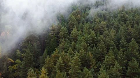 Flying over the forest in the mountains with floating fog Stock Photos