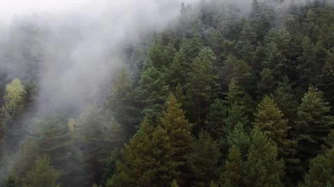 Flying over the forest in the mountains with floating fog Stock Photos