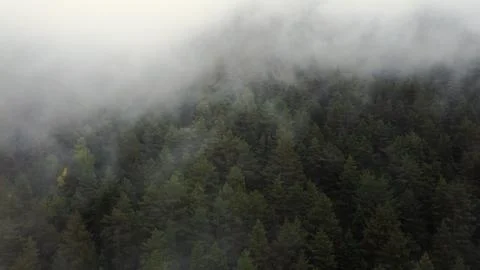 Flying over the forest in the mountains with floating fog Stock Photos
