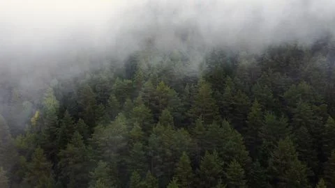 Flying over the forest in the mountains with floating fog Fotos Stock