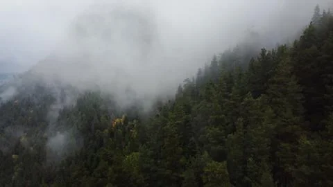 Flying over the forest in the mountains with floating fog Stock Photos