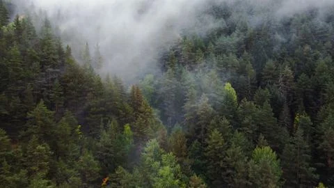 Flying over the forest in the mountains with floating fog Stock Photos