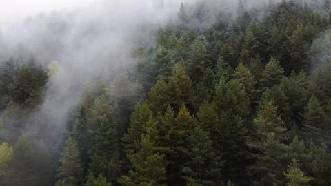 Flying over the forest in the mountains with floating fog Stock Photos