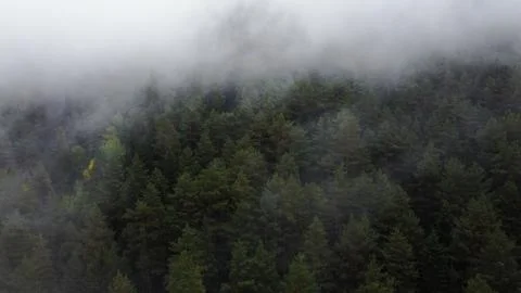 Flying over the forest in the mountains with floating fog Stock Photos