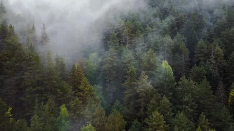 Flying over the forest in the mountains with floating fog Stock Photos