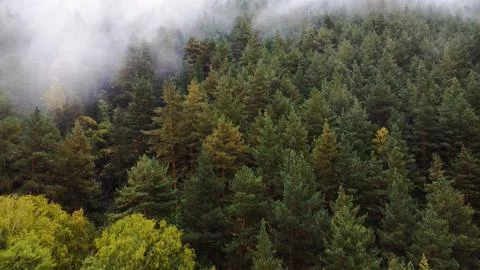Flying over the forest in the mountains with floating fog Stock Photos