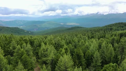 Flying over the forest with an opening panorama of the mountain range Stock Footage 163502525