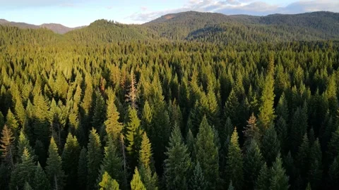 Flying over a forest in Oregon Vídeo Stock 196782835