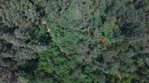 Flying over the forest park 動画素材 71188802