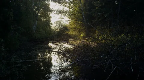 Flying over the forest river Stock Footage 69003903