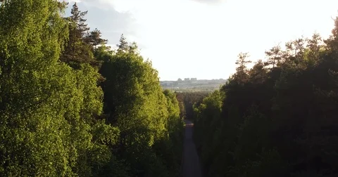 Flying over the forest road between the green trees Stock Footage 76657738