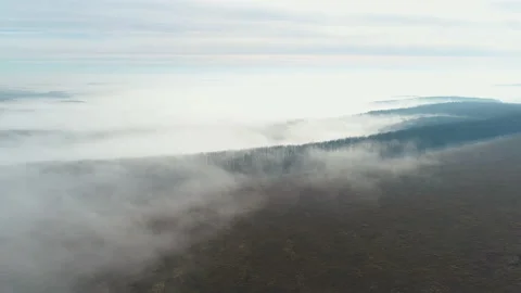 Flying over the forest, shrouded in a thick haze Video stock 153408555