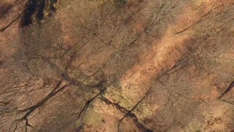Flying over forest with small ponds in very early spring Stock Footage 95979330