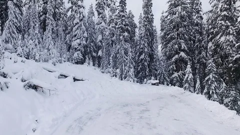 Flying over forest. Snow.  Stock Footage 85146238