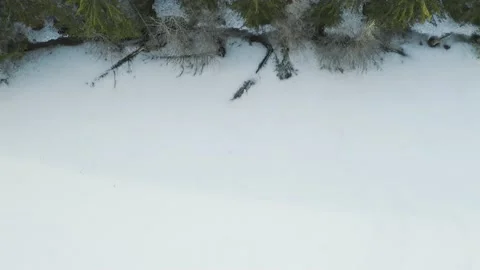 Flying over the forest with snow in winter Stock Footage 155336937