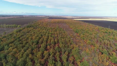 Flying over a forest stand with yellowing trees towards the fields in autumn Video stock 152983310