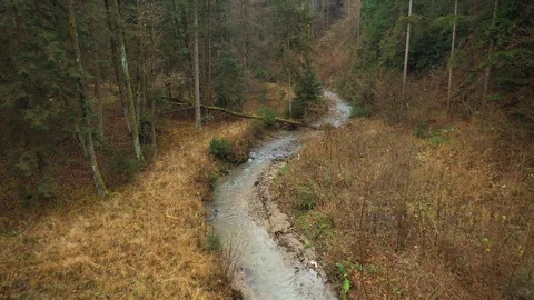 Flying over a forest stream Vidéo 120315108