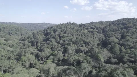 Flying over Forest on a summer day Stock Footage 328289211
