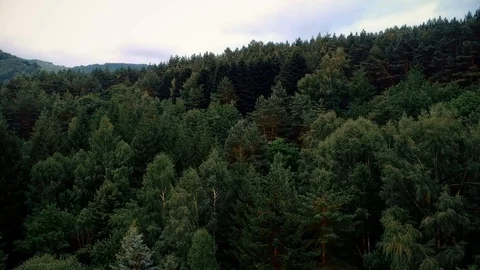 Flying over the forest in summer Stock Footage 94535741