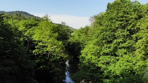 Flying over the forest in the sunny summer day. Stock Footage 118163097