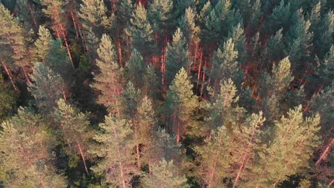 Flying over forest at sunset Stock Footage 134801587