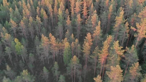 Flying over forest at sunset Stock Footage 134801735